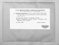 Sclerencoelia fascicularis image